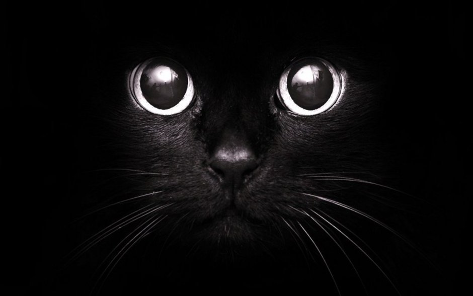 Кот Мем