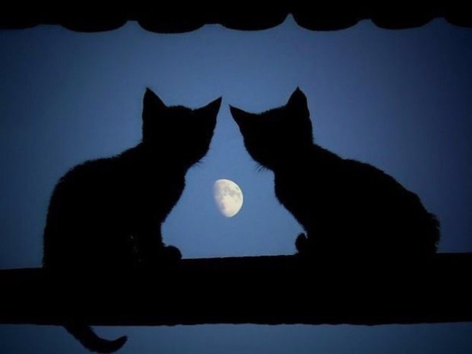 Две черные кошки