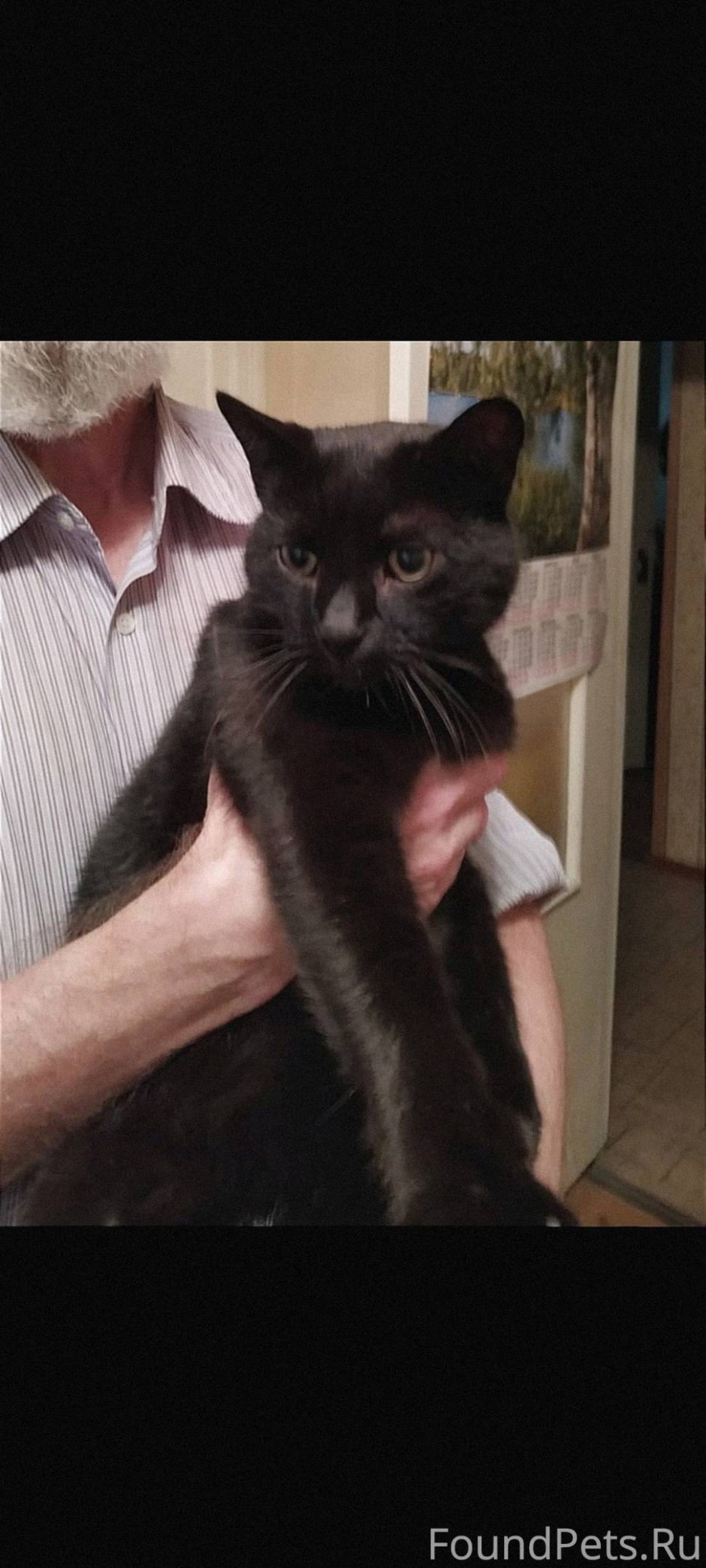 Черный котенок