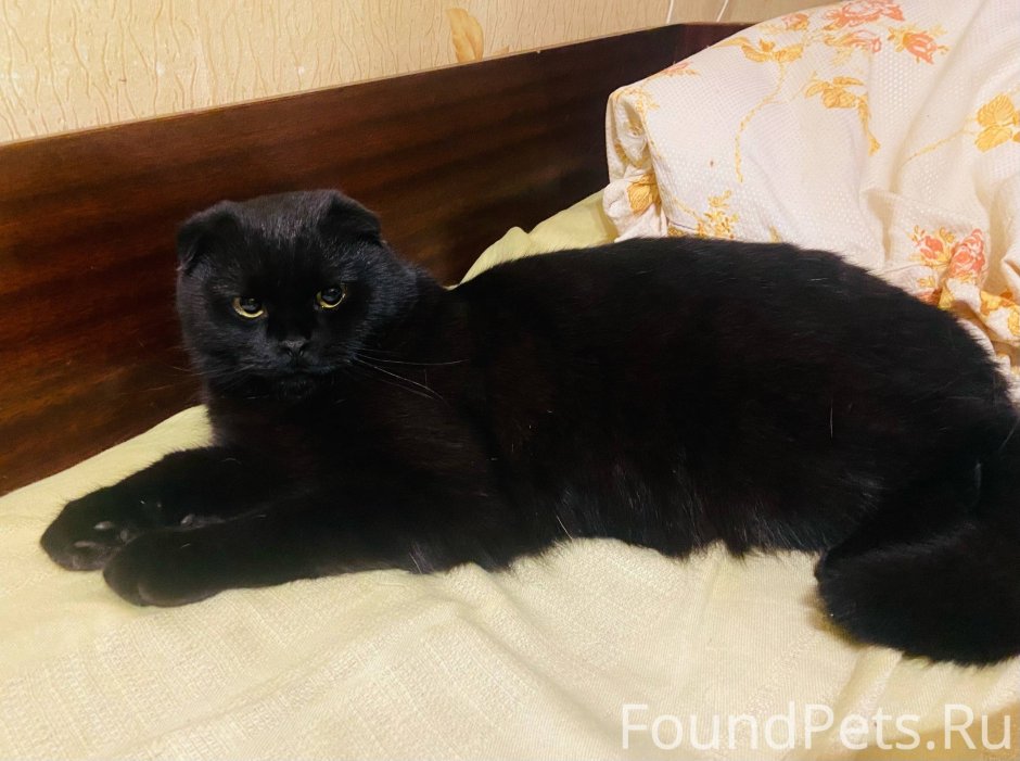 Кофи котик