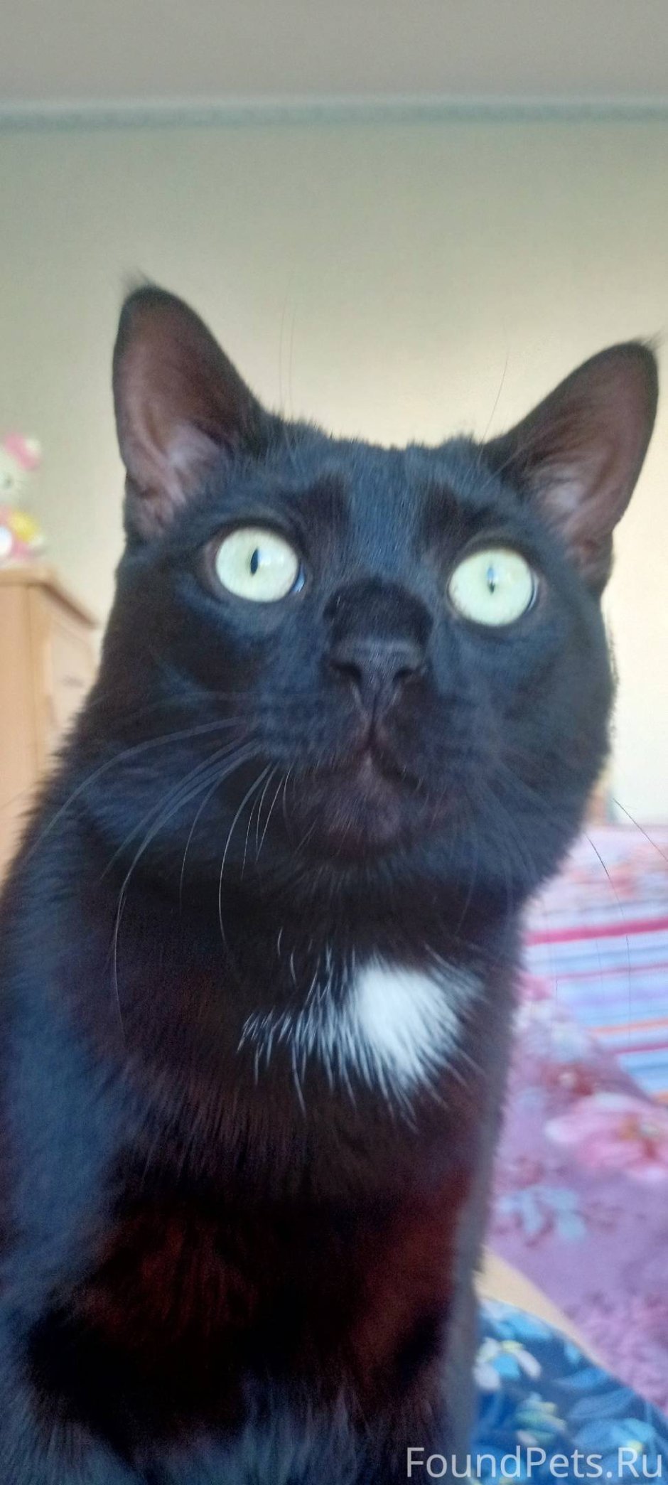 Две черные кошки