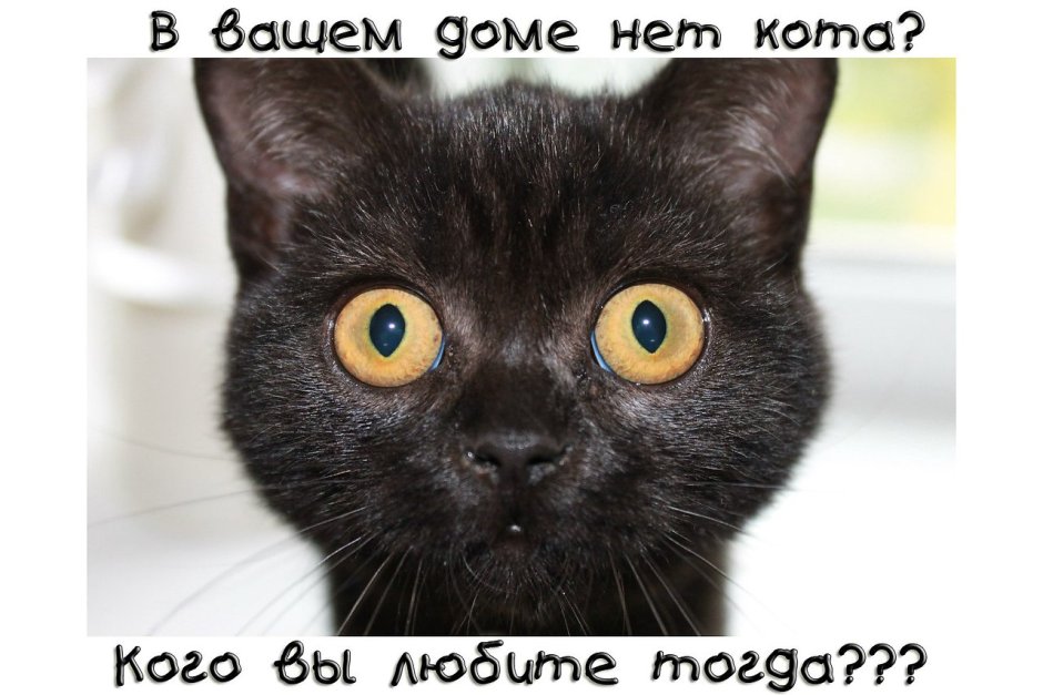 Логотип котик