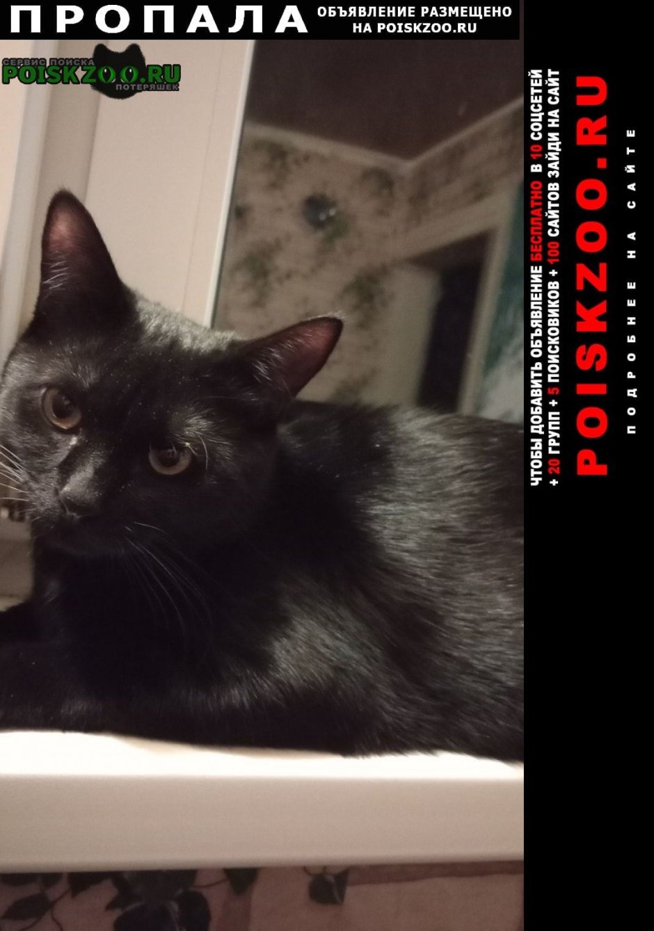 Котики Эстетика