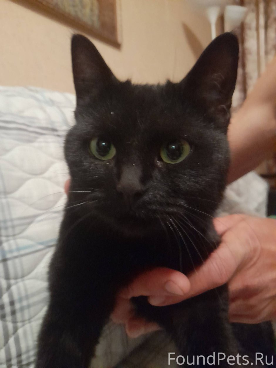 Чёрный котик