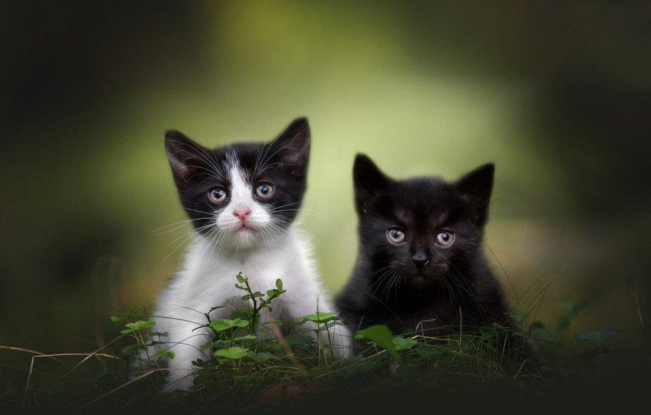 Котята Инь Янь