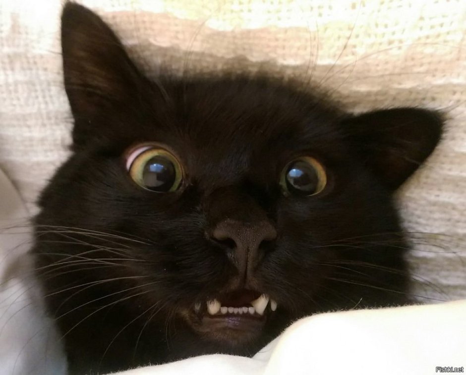 ЪУЪ съука черный кот