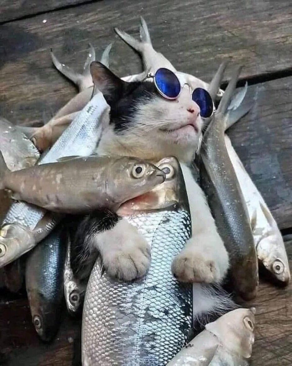 Рыжий кот ест рыбу