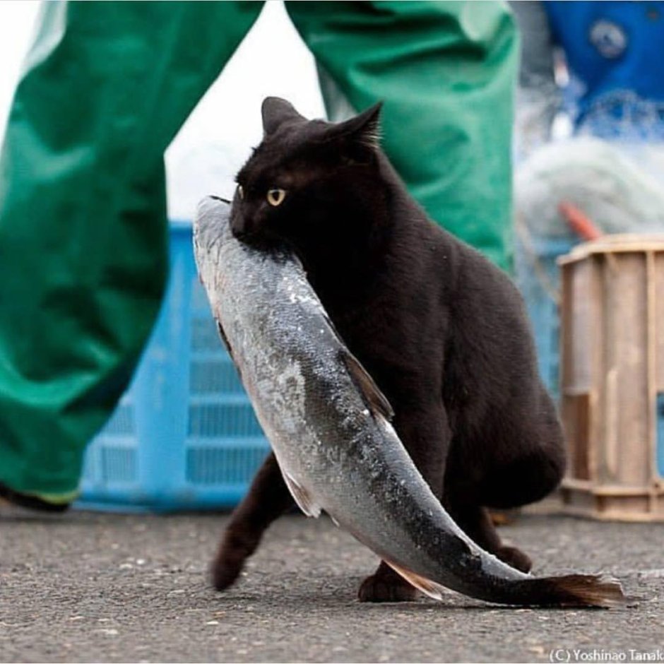 Кот жрет рыбу