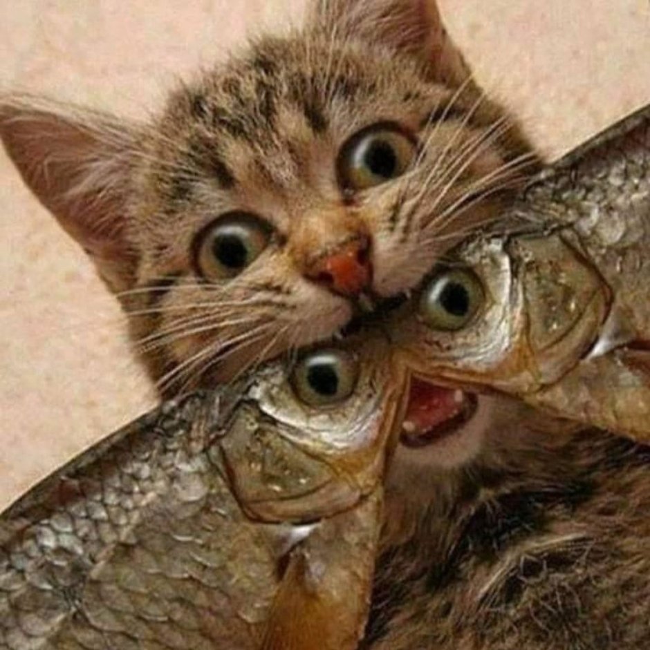 Кот и рыба юмор