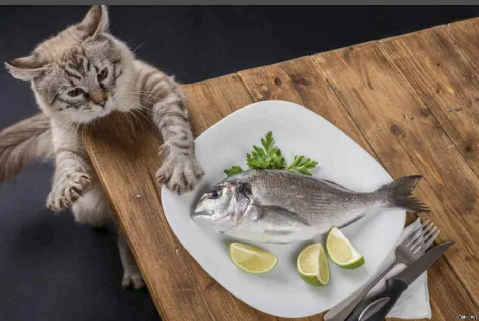 Кот убегает с рыбой