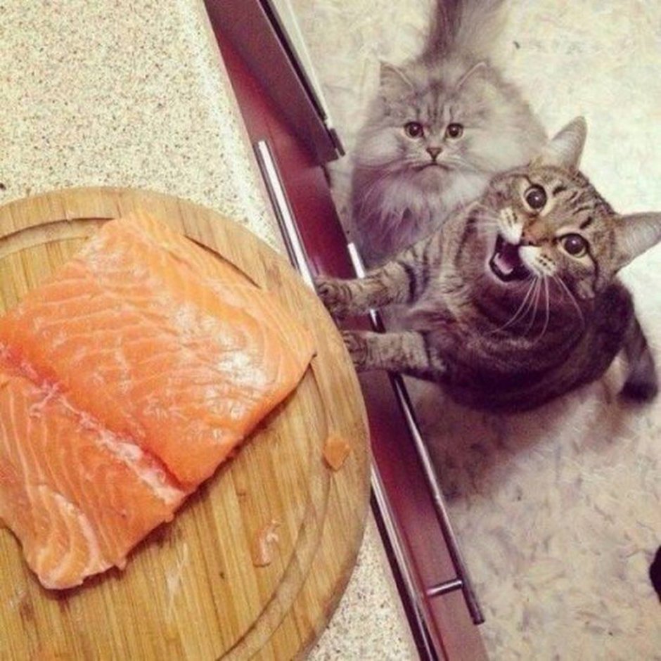 Кот тащит рыбу