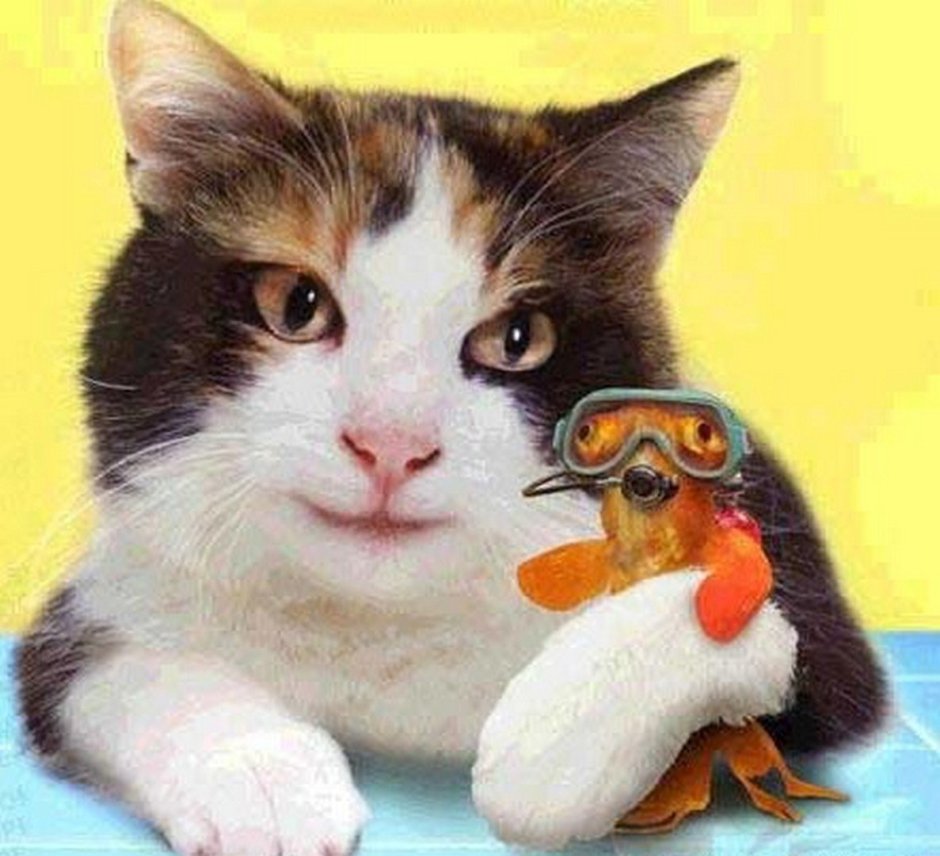 Котенок и аквариум