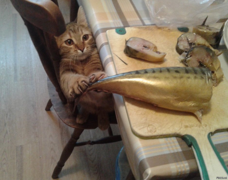 Котик с рыбкой рисунок