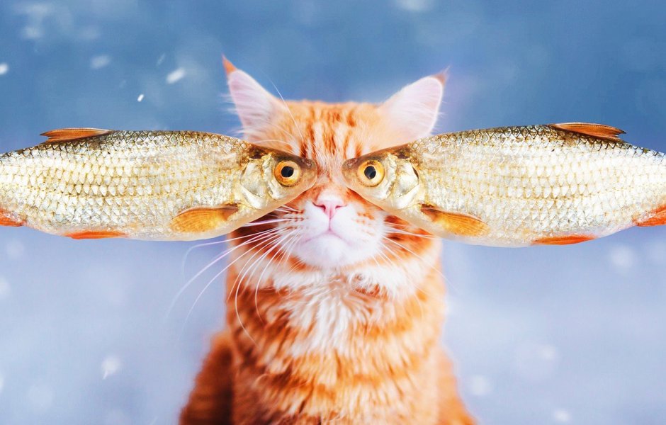 Рыба которую едят коты
