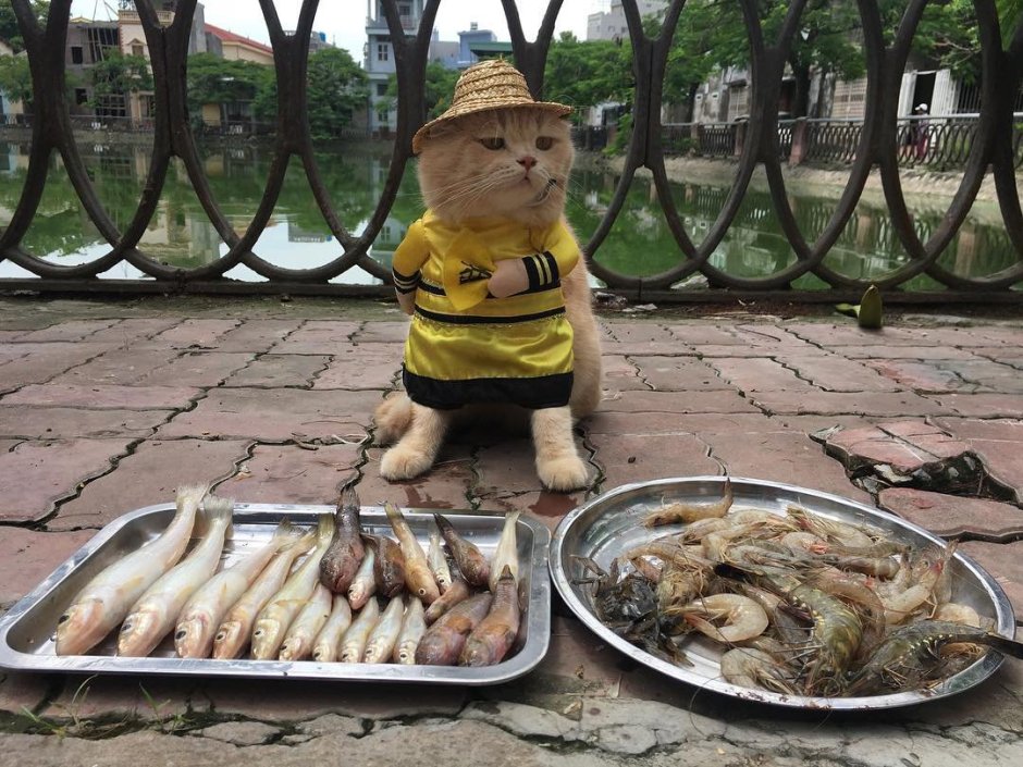 Кот с рыбой