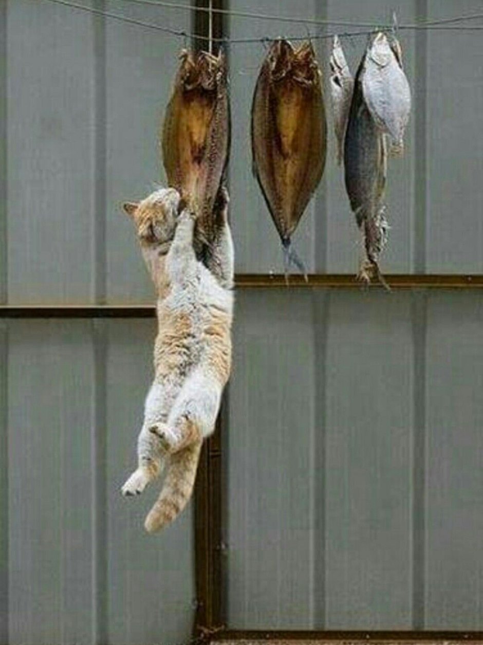 Кот любит рыбу