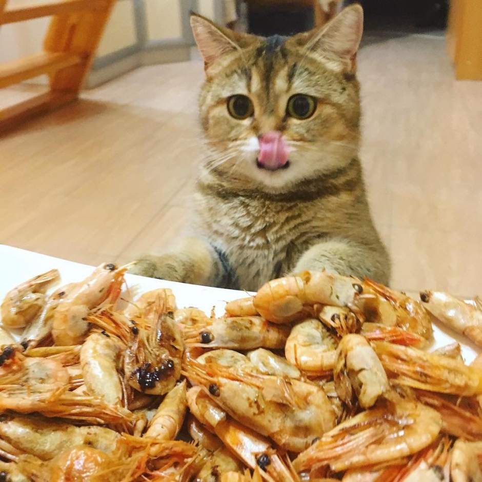 Кошка любит рыбу
