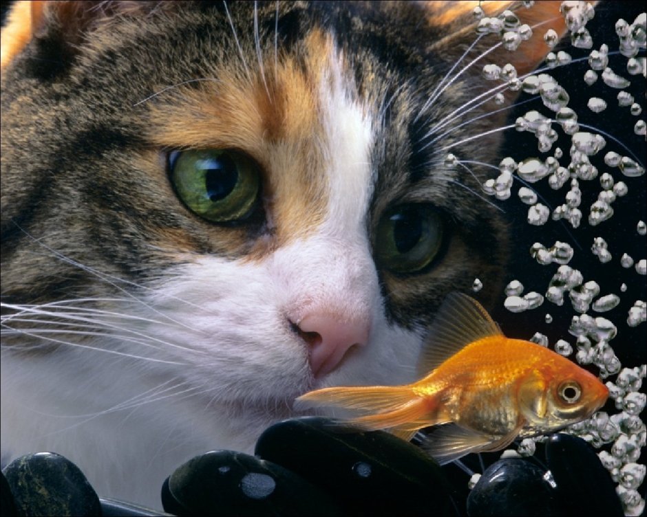 Коты художника Степана Каширина