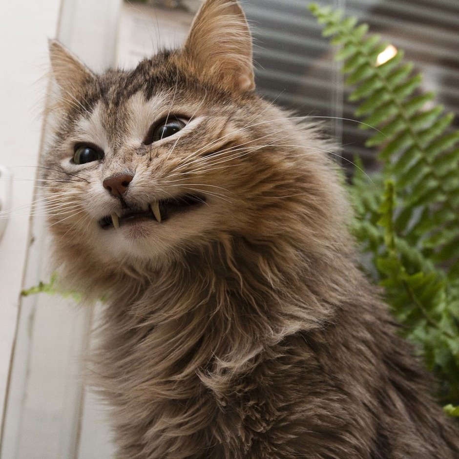 Дерзкий кот