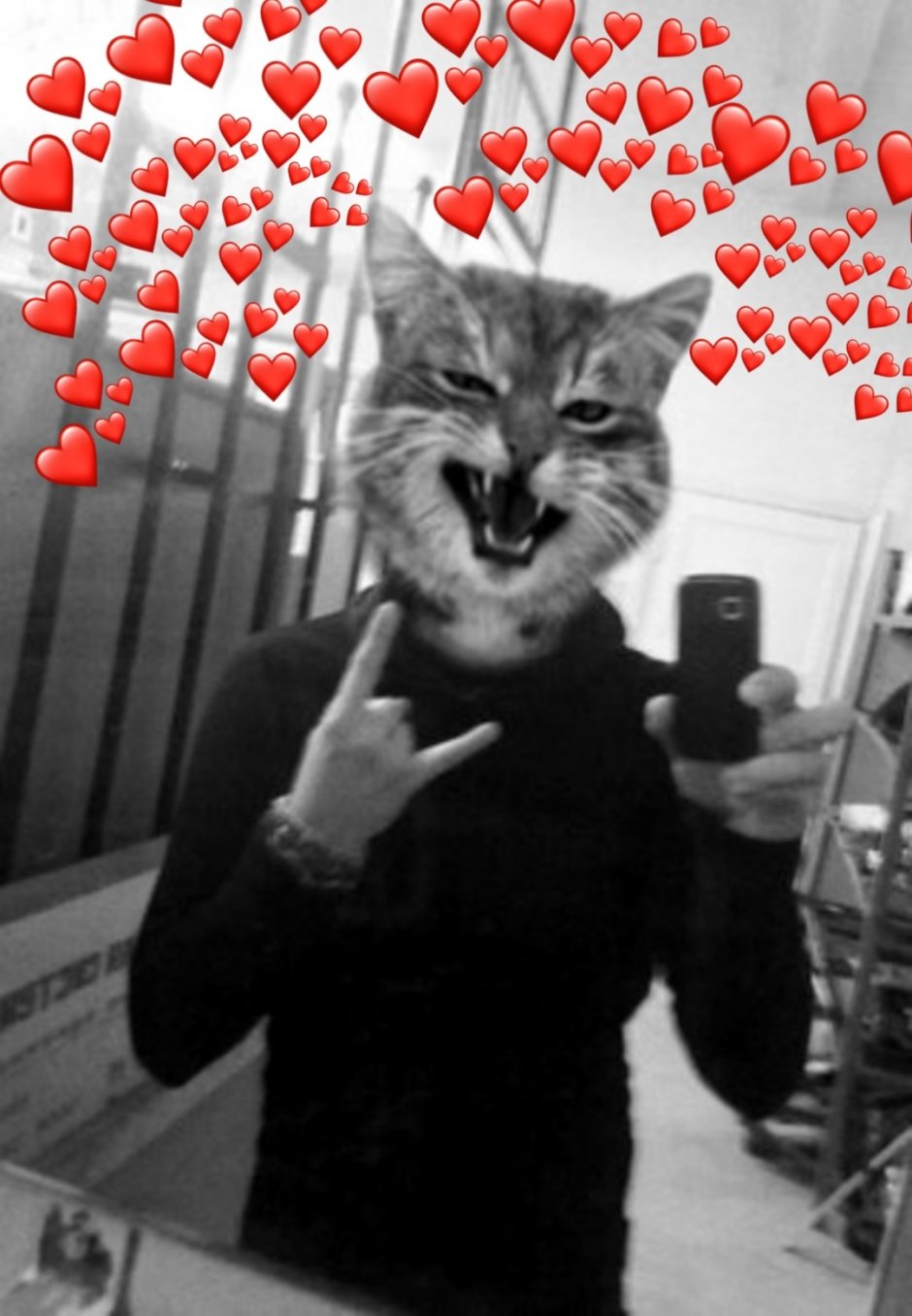 Кот в очках