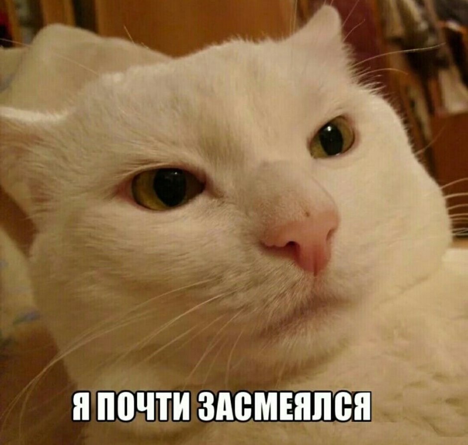 Собаки приколы с надписями
