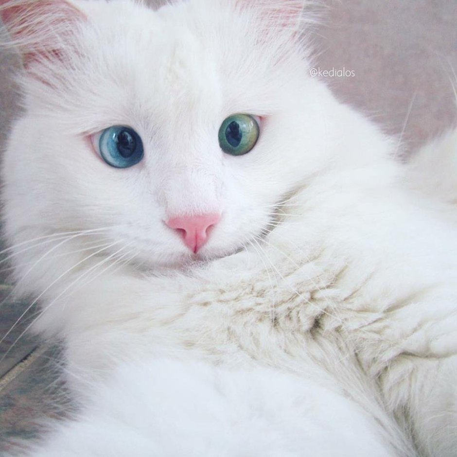 Кот бандит