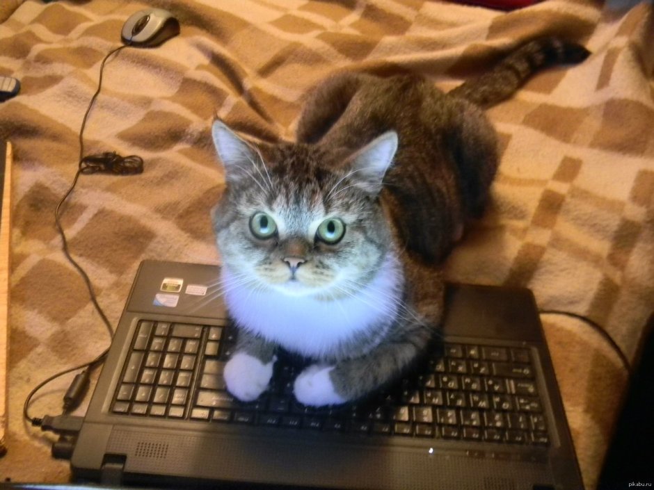 Борзый кот