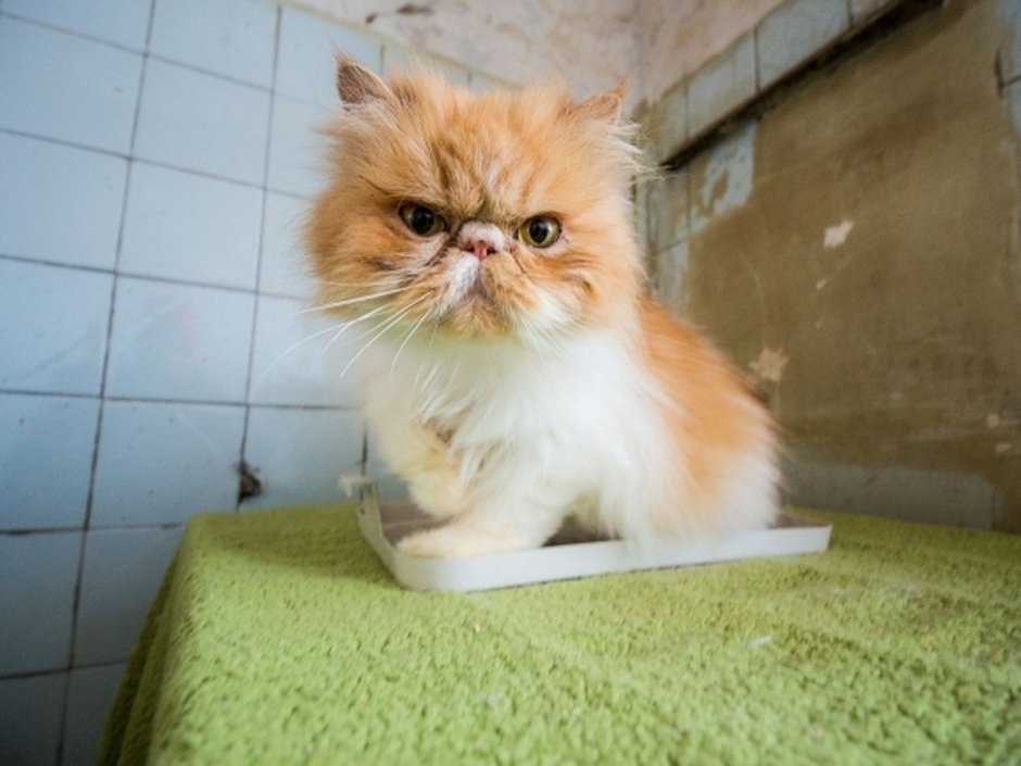 Кот в найке
