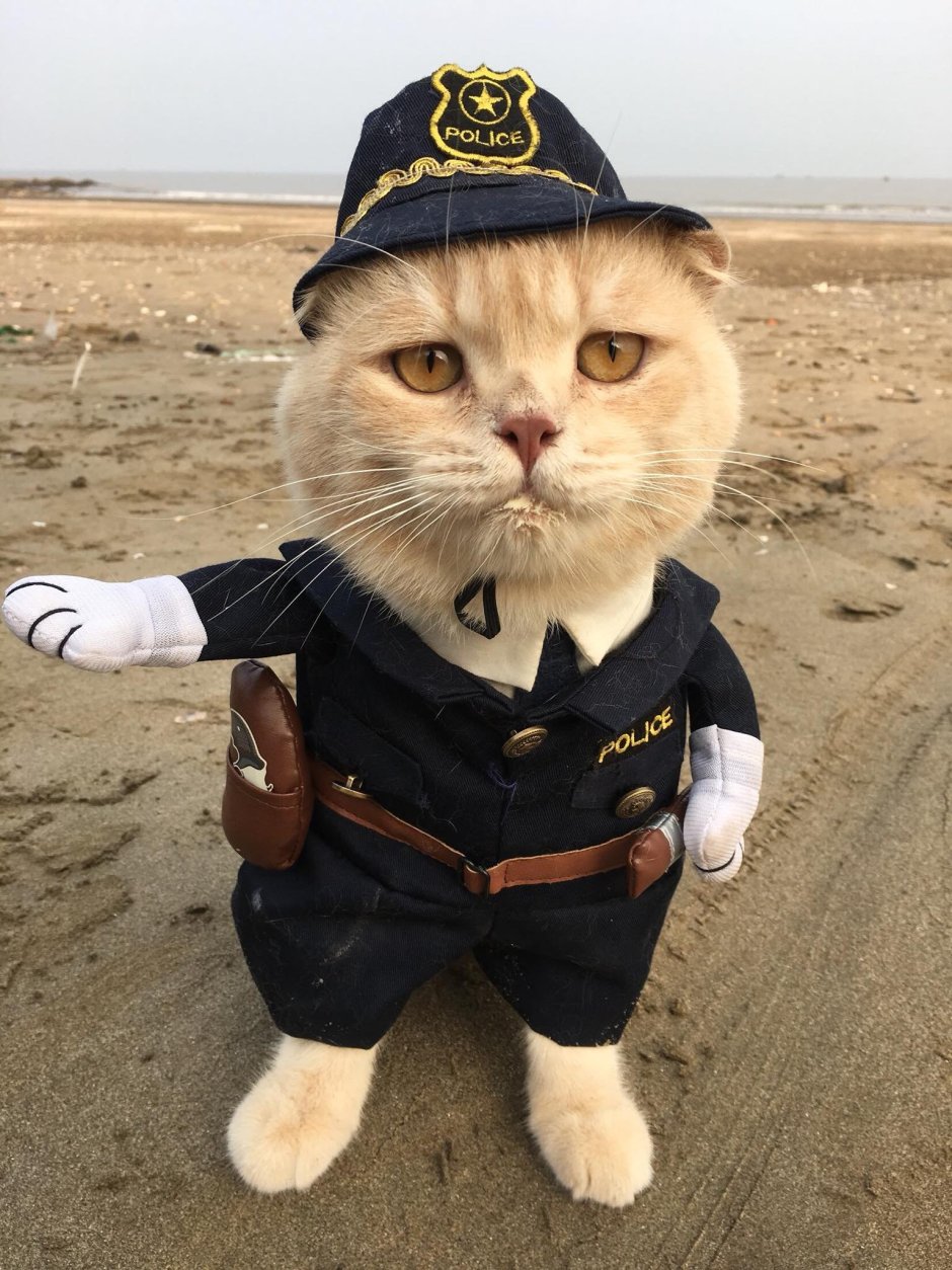 Кот на аву для пацанов