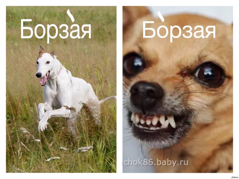 Кот дразнит