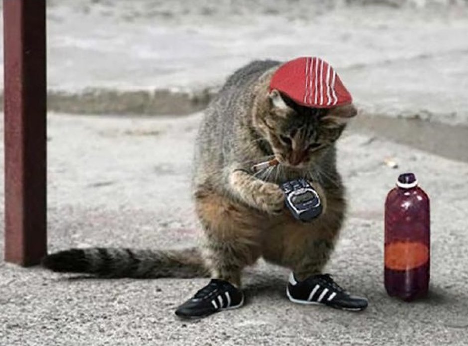 Кот в бандане