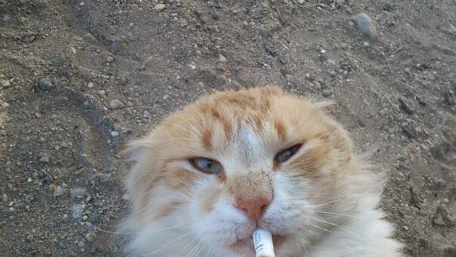 Warpath в детстве