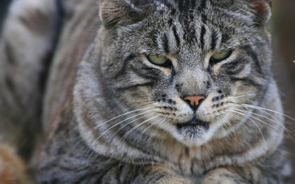 Серая Дикая кошка