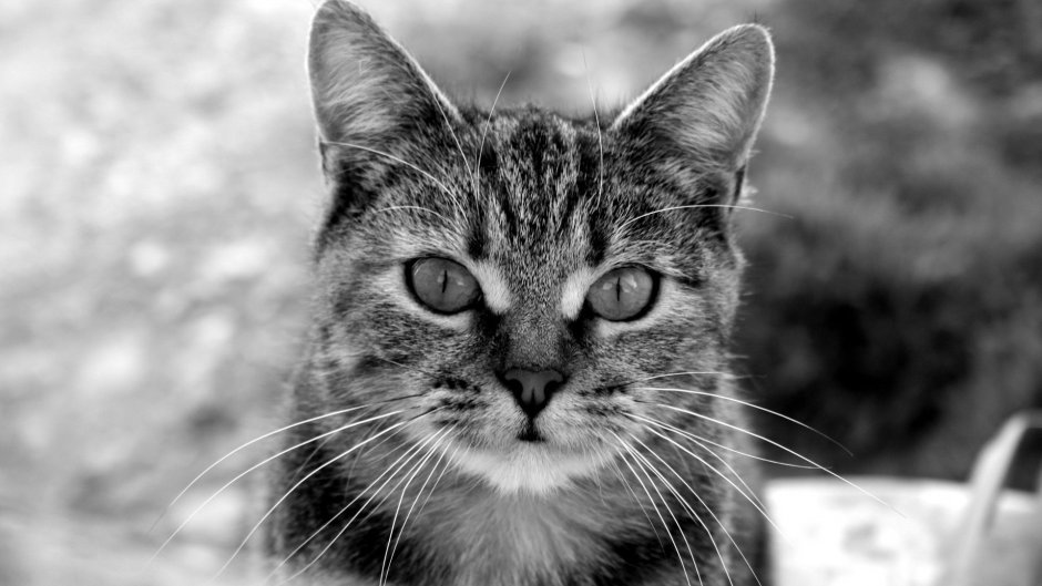 Кошка чб
