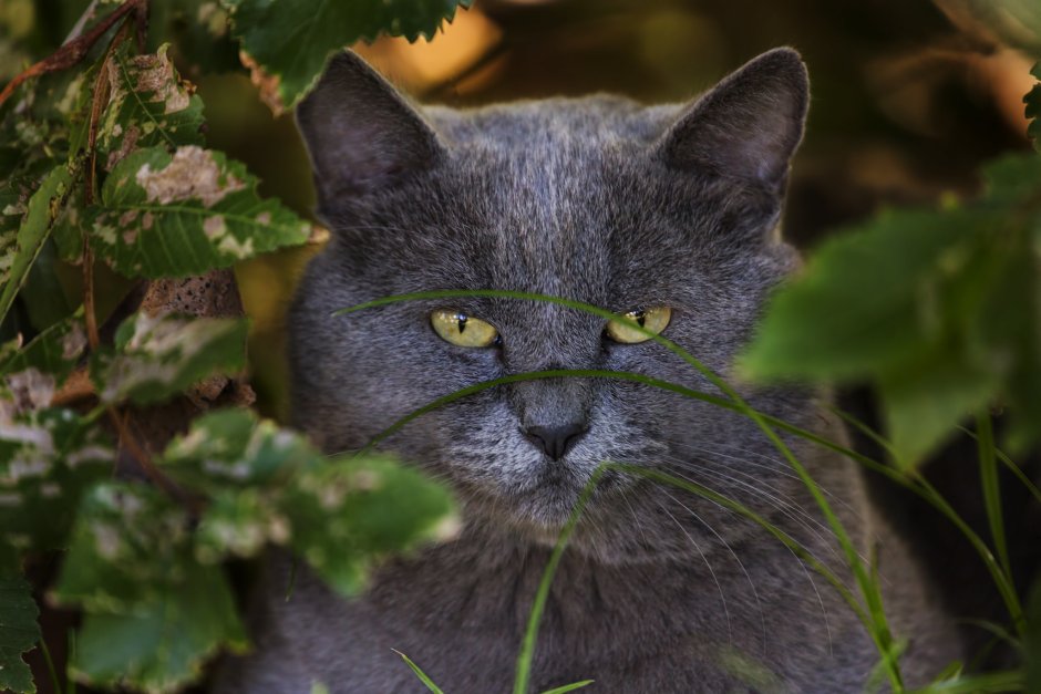 Кошка серая