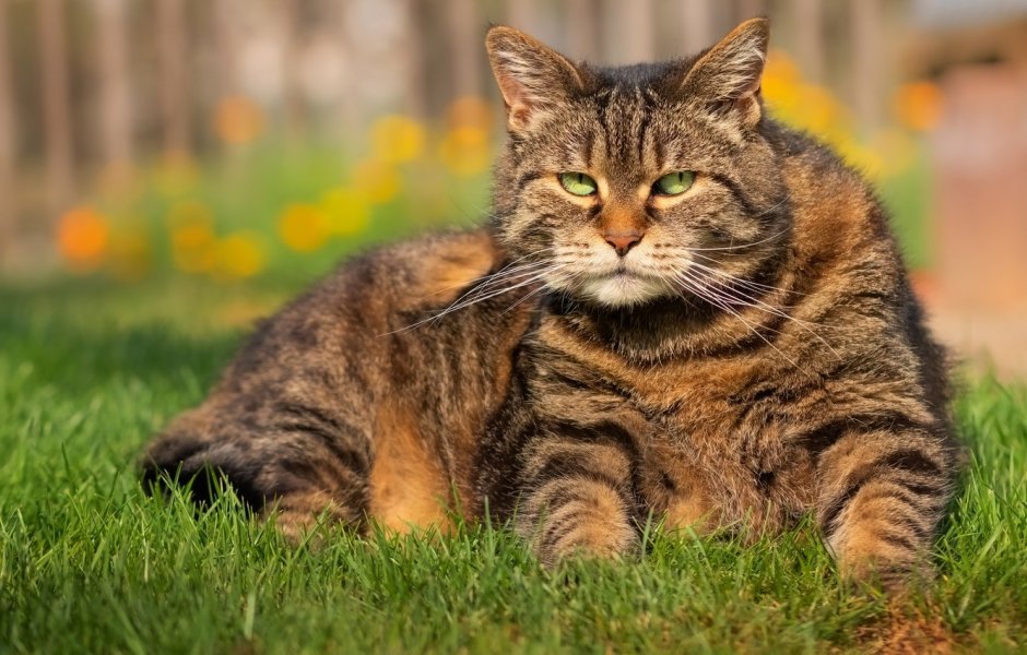 Полосатая кошка