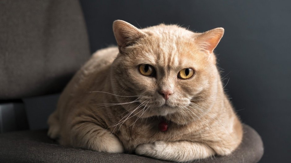 Серые полосатые коты