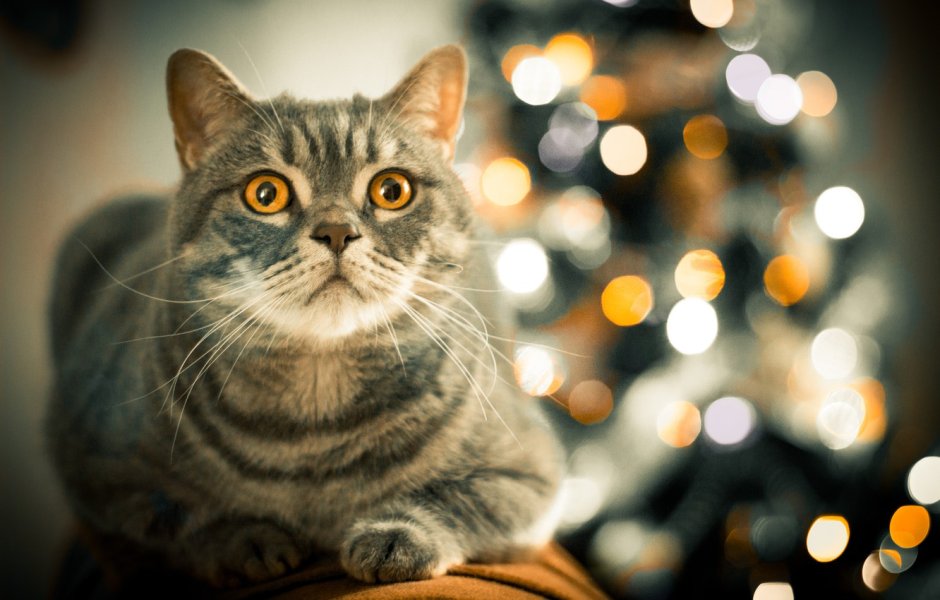 Милый кот
