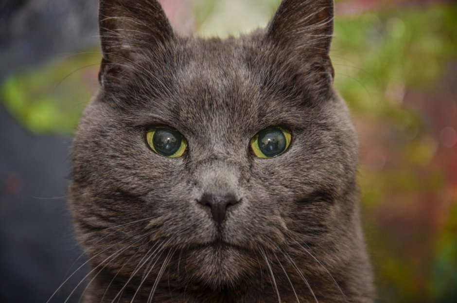 Котзилла кот