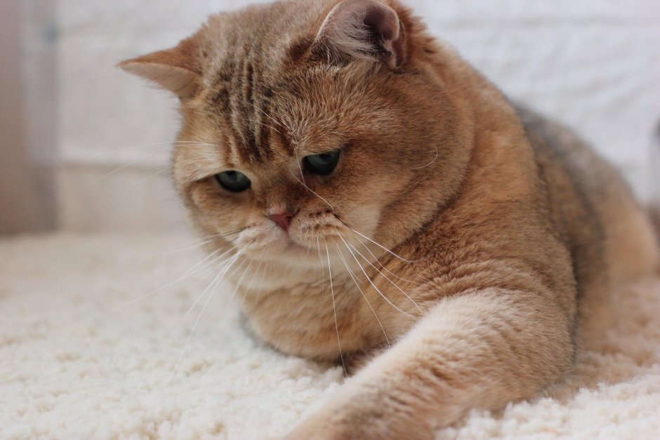 Щекастый шотландский кот