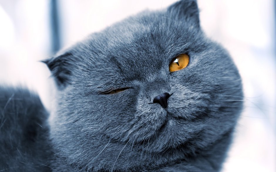 Британский вислоухий кот