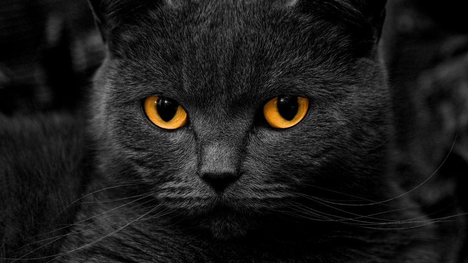 Черно серая кошка