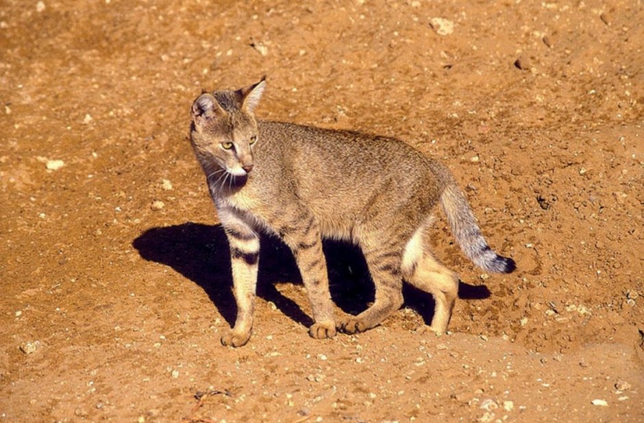 Камышовый кот (Хаус) (Felis Chaus)