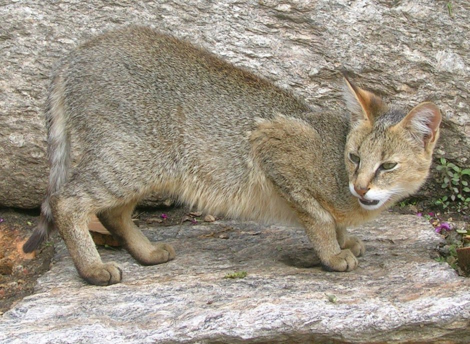 Камышовый кот (Хаус) (Felis Chaus)