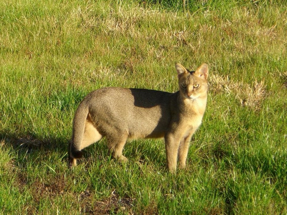 Камышовый кот