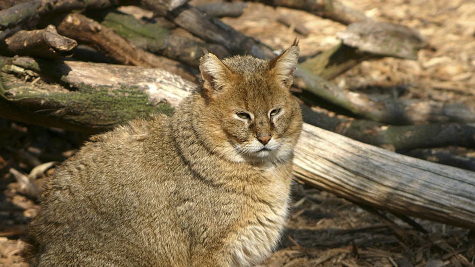 Камышовый кот дикий ЕАО