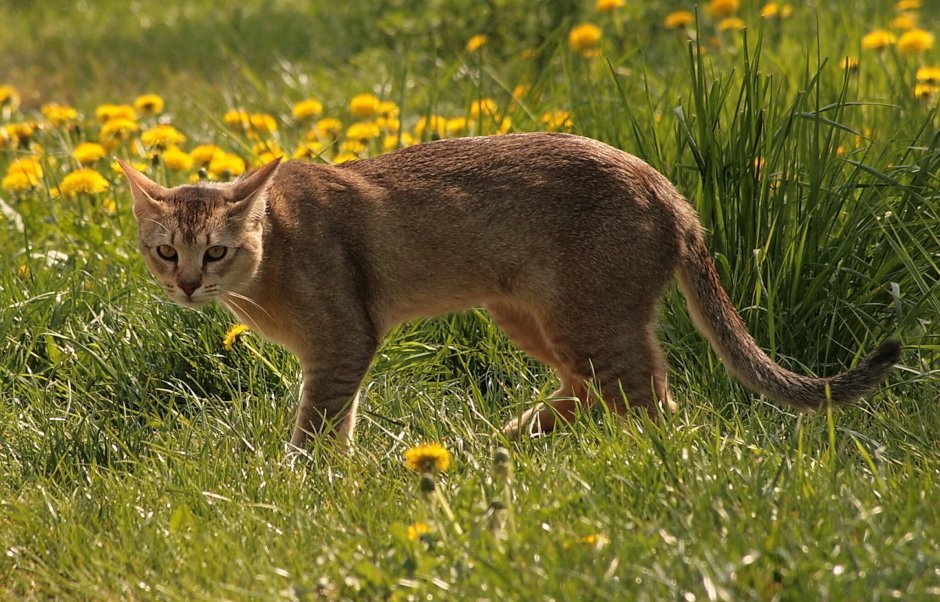 Чаузи хауси кошка