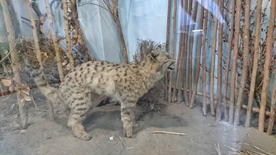 Камышовый кот Астраханской области Астраханской Астраханской