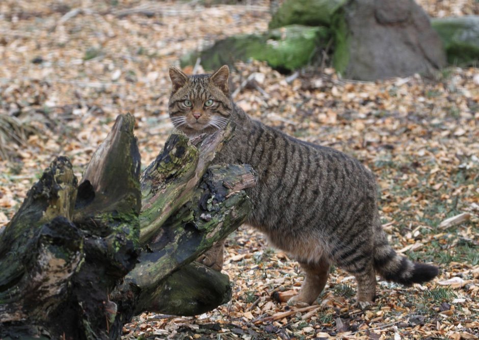 Кавказская Лесная кошка Felis Silvestris Caucasica