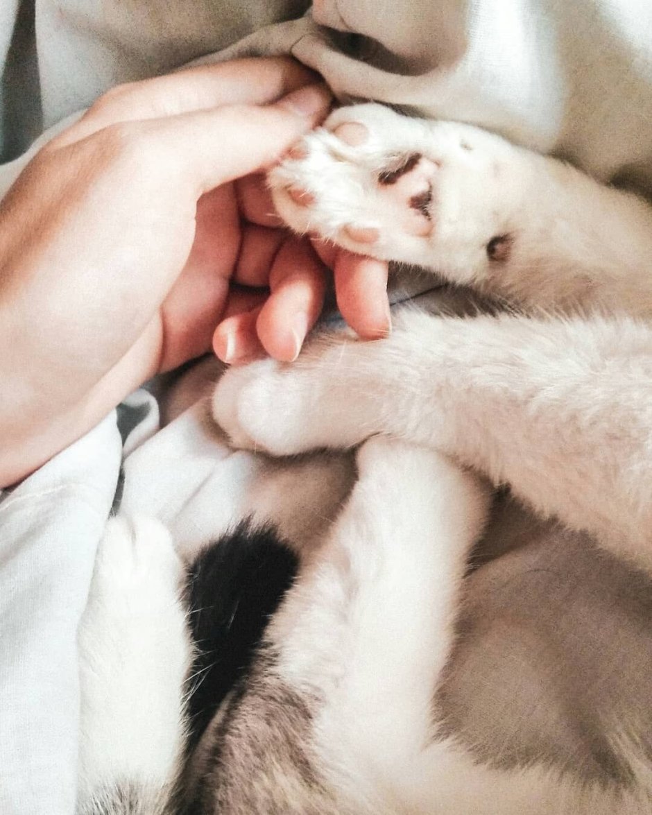 Лапы кота Инстаграм